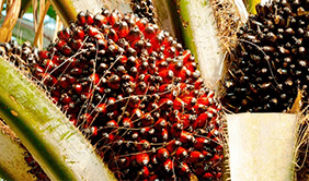 Oil Palm
