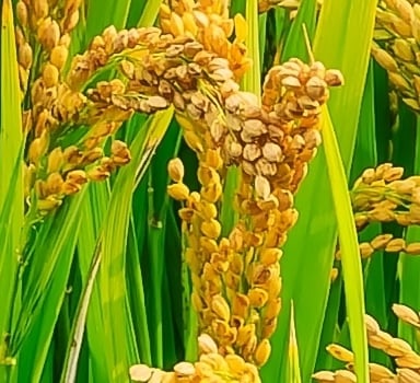 Polysulphate<sup>®</sup> Rice Trial in USA