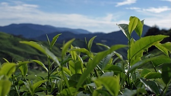 Improving Tea with Correct Crop Nutrition