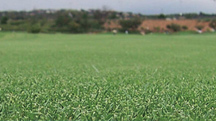Single application of an eqo.s fertilizer improved turf quality