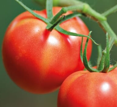 Polysulphate<sup>®</sup> Tomato Trial in China
