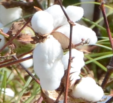 Polysulphate<sup>®</sup> Cotton Trial in Turkey
