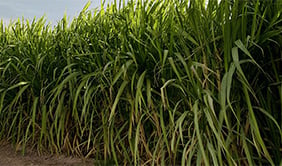 Sugarcane
