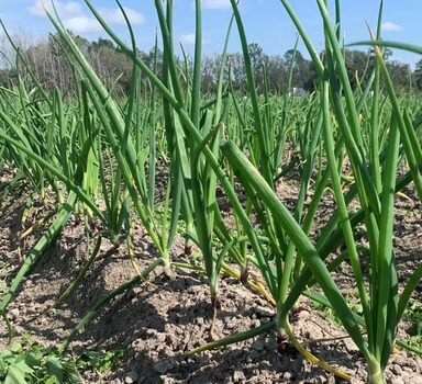 Spring Onion Trial with Agrocote<sup>®</sup> Max