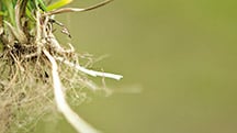 Effect of H2Pro Wetting Agents on Crop Growth and Physiology
