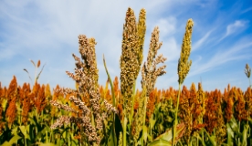 Millet: Resilient Crops for Sustainable Agriculture