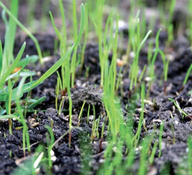 Golf Green Establishment Trial