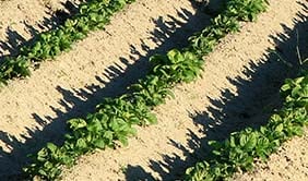 How Can Europe’s Farmers Prepare for Another Drought