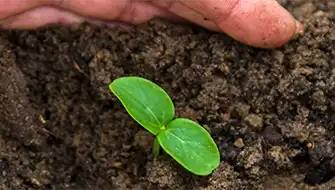 Planting Hole Application