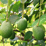 Avocado