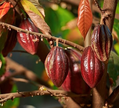 Polysulphate<sup>®</sup> Cocoa Trial
