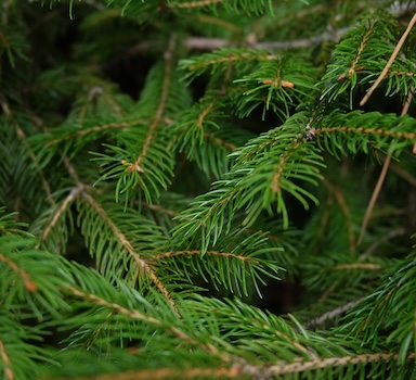 Norway Spruce Trial with Agroblen<sup>®</sup>