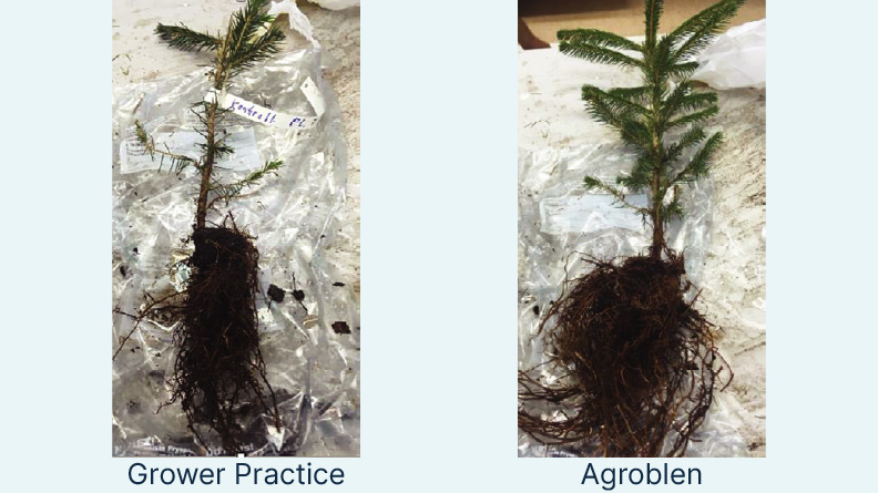 Comparison of Picea abies (Norway spruce) seedlings grown under standard grower practice and Agroblen fertilizer treatment. The Agroblen-treated seedling on the right shows stronger root development, denser foliage, and greater overall growth compared to the smaller, less vigorous plant grown under the grower’s standard practice.