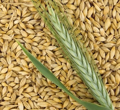 Organic Oats On Clay Soil