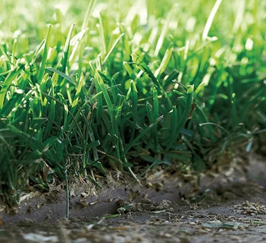 Sports pitch nutrition with Sierrablen Plus