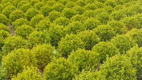 Influence of Phosphorus and Temperature on Plants in Field-Grown Nurseries