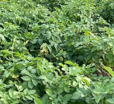 Potato trial with Polysulphate<sup>®</sup>