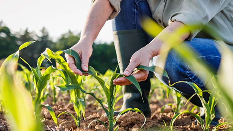 A farmer kneeling in a field examines young green corn plants, checking their growth and health in freshly cultivated soil under natural sunlight.