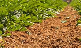 Getting On Top of Soil Fertility