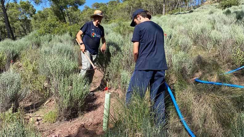 Two ICL team members in Iberia watering young saplings on a sunny hillside in Sierra Espuña forest. They are using blue hoses to nurture the new plants, surrounded by shrubs and pine trees as part of a reforestation effort.