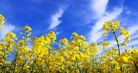 Exploring SSP and TSP Fertilizers