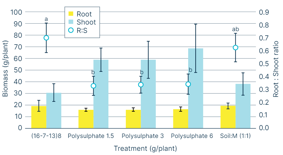 Bar chart showing root and shoot biomass and root-to-shoot ratio of sugarcane plants under different fertilizer treatments. The (16-7-13)8 treatment produced the highest shoot biomass, while Polysulphate treatments at 1.5, 3, and 6 g/plant achieved balanced root-to-shoot ratios with stable growth. Soil:M (1:1) treatment also showed good balance. Results indicate Polysulphate supports steady biomass development and efficient nutrient distribution compared to standard fertilizer.