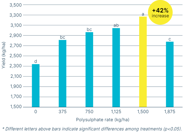 Bar chart showing the effect of different Polysulphate rates on crop yield. Yield increases steadily up to 1,500 kg/ha, where it peaks with a 42% increase compared to the control (0 kg/ha). Statistical differences are marked by letters above bars.