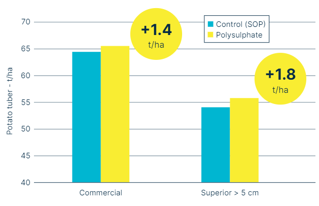 Bar chart comparing potato tuber yield (t/ha) between Control (SOP) and Polysulphate treatments for two size categories: Commercial and Superior (>5 cm). Polysulphate shows higher yields, with increases of +1.4 t/ha for commercial tubers and +1.8 t/ha for larger tubers, highlighted in yellow circles.