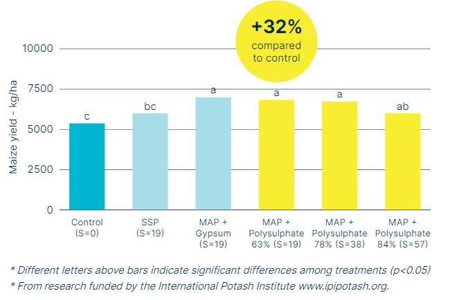 Bar chart showing maize yield (kg/ha) under different sulfur treatments: Control, SSP, MAP + Gypsum, and MAP + Polysulphate at 63%, 78%, and 84% sulfur rates. All Polysulphate treatments significantly increased yield, with up to 32% improvement compared to the control.