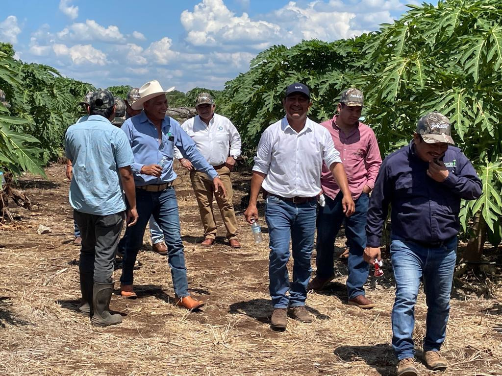 A group of papaya growers and agronomists walking through a papaya field in Mexico on a sunny day. The men are smiling and talking among rows of lush green plants, reflecting collaboration and good spirits during a farm visit.