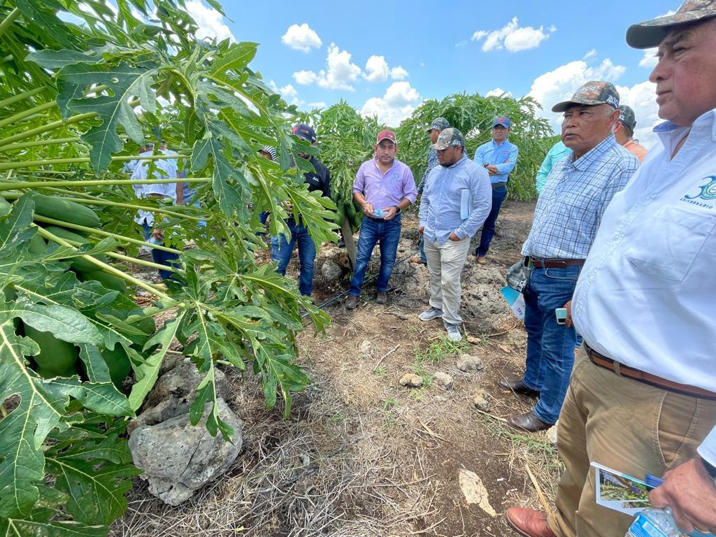 Papaya growers in Mexico gathered in a sunny field, standing among rows of lush papaya trees.