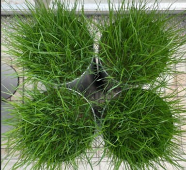 Vitalnova Blade increases turf quality traits for young plants