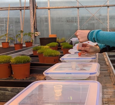 Eqo.s coated fertilizer improves nitrogen efficiency