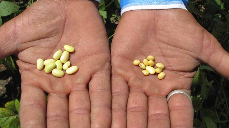 Two hands showing a comparison of soybean seeds — the left hand holds larger, healthier beans from plants treated with potash fertilizer, while the right hand shows smaller beans from untreated plants, demonstrating improved yield with potash use.