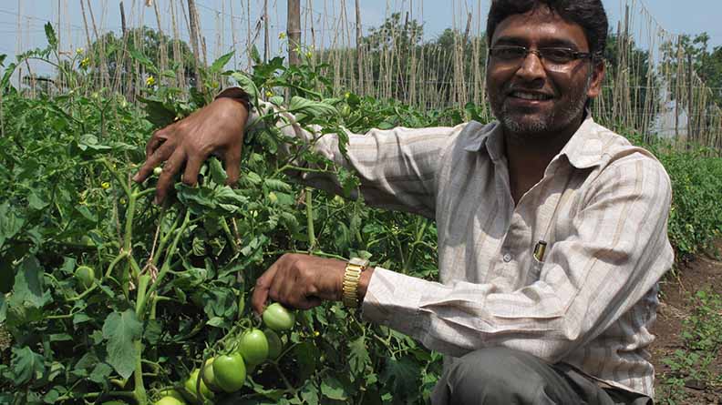 A smiling farmer kneels beside healthy tomato plants, proudly showing clusters of green tomatoes growing on the vine, demonstrating the improved quality and yield achieved with potash fertilizer.