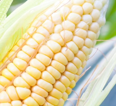 Agromaster<sup>®</sup> Maize Trial in France