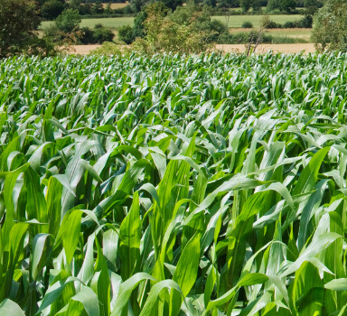 Agromaster<sup>®</sup> eqo.x Maize Trial in France