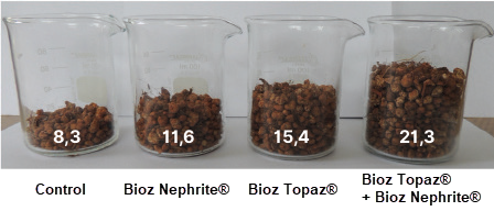Four glass beakers filled with soybean nodules from different treatments: Control (8.3g), Bio-Phosphate (11.6g), Bio-Agro (15.4g), and Bio-Agro + Bio-Phosphate (21.3g). The increasing quantities illustrate improved nodulation with combined treatments.