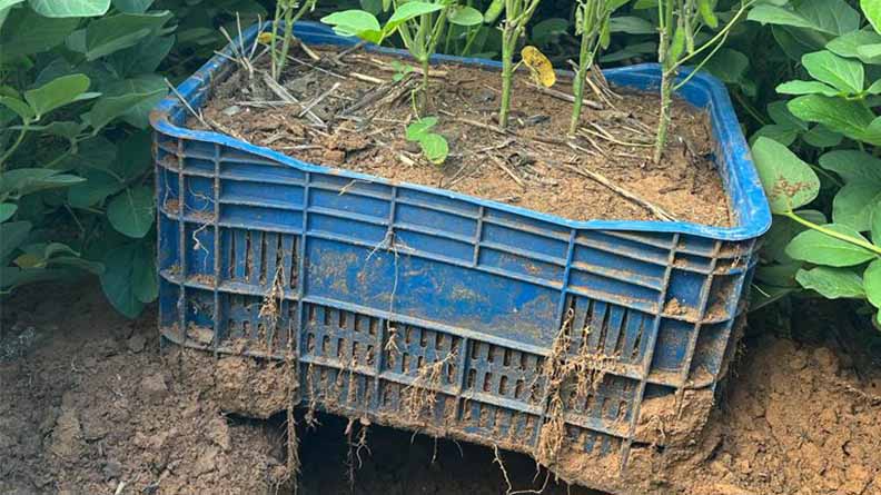 Seedlings with exposed roots growing from a partially buried blue crate in a field, demonstrating seed treatments using buried box methodology.
