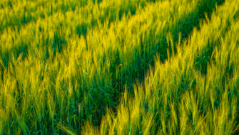The Emergence of Polyhalite in Indian Organic Farming