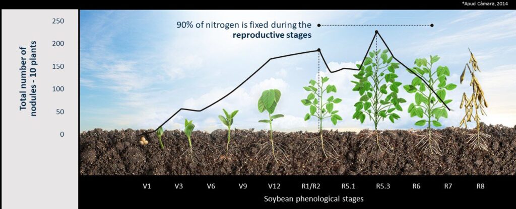 Illustration showing soybean growth stages (V1 to R8) with plants developing from seedlings to maturity. A graph above indicates that 90% of nitrogen fixation occurs during the reproductive stages, with the total number of nodules peaking around stage R5.3.