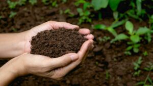 Hands gently holding a mound of rich, dark soil, symbolizing healthy, fertile earth with plants growing in the background.