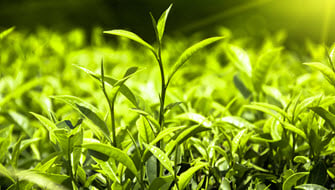 How to Increase Biological Nitrogen Fixation in Soybeans