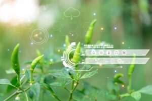 Smart agriculture technology analyzing chili plants with digital data overlay, symbolizing precision farming and sustainable crop management.
