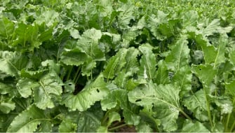 Why is MKP widely used for foliar applications all over the world?