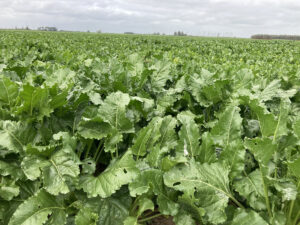 Healthy green sugar beet plants with broad, vibrant leaves growing densely in a well-maintained field.