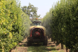 A tractor moves between rows of lush green orchard trees, spraying fertilizer or protective treatment to support healthy crop growth.