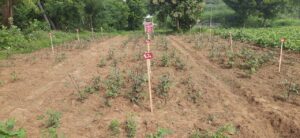 Field trial of okra plants showing improved growth in rows treated with Polysulphate fertilizer. Wooden stakes with red signs mark the experimental plots against a green, natural background.