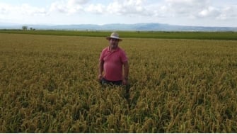 Enhancing Rice Grain Quality with Polysulphate