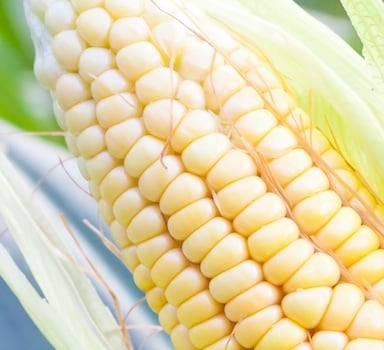 BIOZ<sup>®</sup> Diamond and Agrolution pHLow on Corn